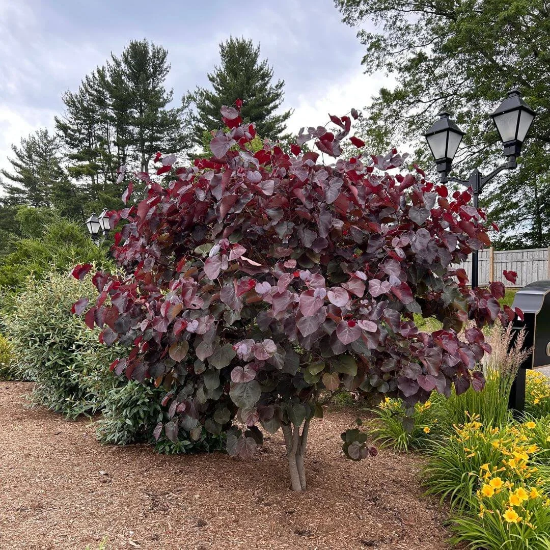 Merlot Redbud Tree Live Plant 4–6 Ft Burgundy Foliage Flowering Tree, Cercis canadensis for Garden Landscape