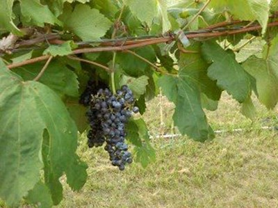 Black Seedless Grape Vine Live Plant 2 Gal Fruit Vine for Garden Vineyard, Sweet Table Grape Plant for Outdoor Growing