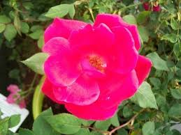 Red Knock Out Rose Bush 2 Gal Live Plant – Rosa Flowering Shrub Garden Rose for Landscape Outdoor Planting Zone 5-9