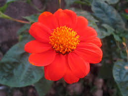 Mexican Sunflower Rooted Cuttings 4+ Inch Length – Tithonia diversifolia