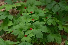 10 Goldenseal Bare Roots for Transplant M–XL Size – Hydrastis canadensis