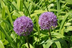 Millennium Ornamental Onion Live Plant – 2.5 Inch Pot – Allium 'Millenium'