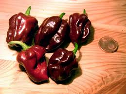 3 Chocolate Dragon’s Breath Pepper Live Plants 75+ Days Old – Capsicum chinense