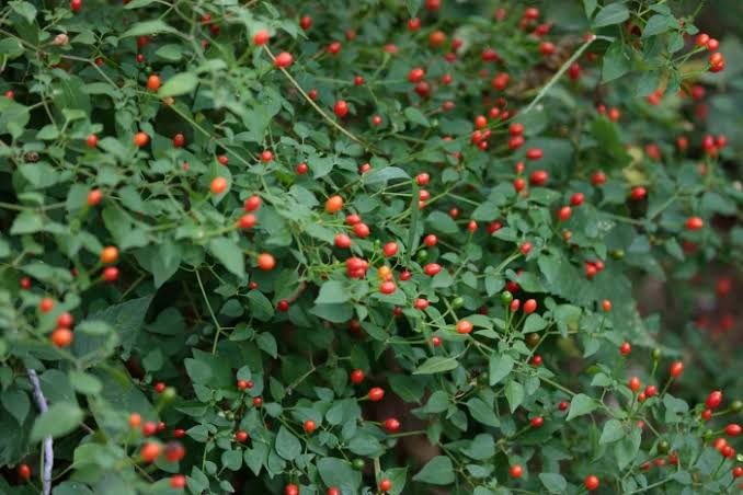Chile Pequin Pepper Live Plant – 1 Gallon Fully Rooted – Capsicum annuum var. glabriusculum