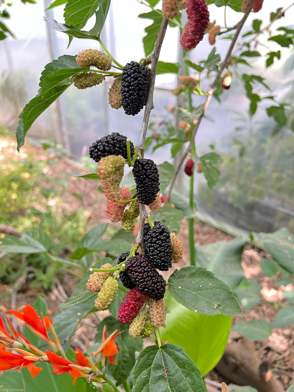 Black Mulberry Tree Cuttings (Morus nigra 'Shangri-La') – 10 Fresh Cut