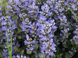 Chocolate Chip Ajuga Live Plants 3 Rooted Starters in 1 Qt Pots Bugleweed Ground Cover Perennial Shade Garden Plant