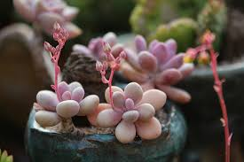 Moonstone Thick-Leaf Succulent Live Plant in 2 Inch Pot – Pachyphytum oviferum