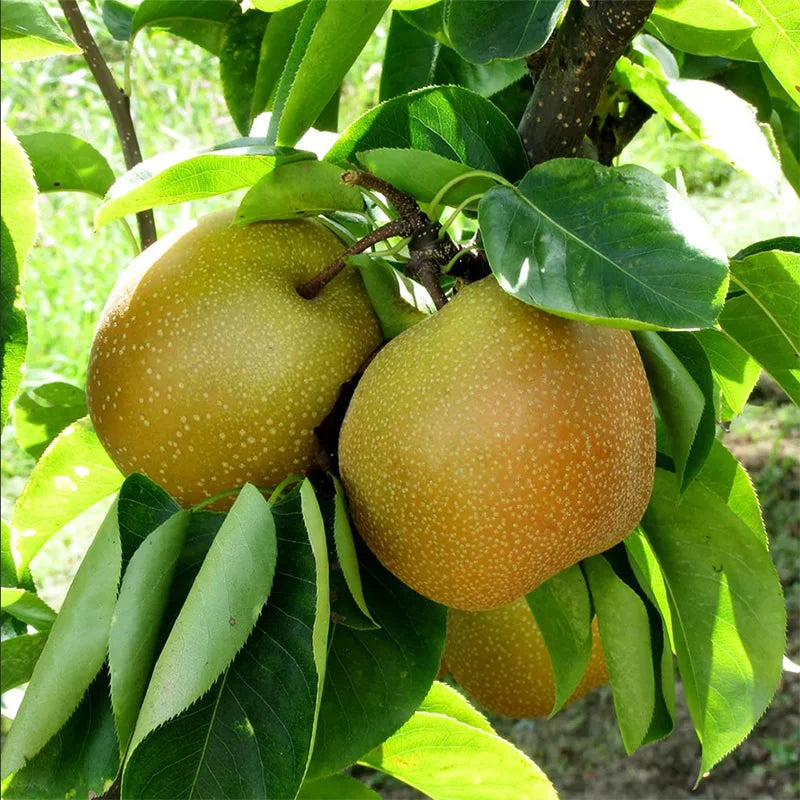 1 Shinseiki Asian Pear Tree β 2ft Tall Bare Root β Crisp, Juicy Fruit, Low Chill, Self-Pollinating, Ready to Plant, Pyrus pyrifolia