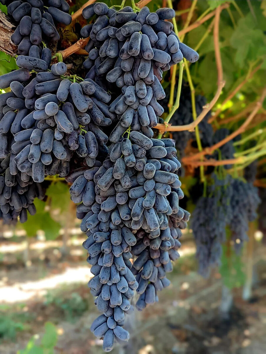 Grape Vitis 'Moon Drops' Cuttings, 3 Unrooted Vine Cuttings, Table Grape