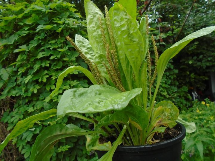 Plantago major Seeds - 100 Count - Broadleaf Plantain - Alaska Wild Harvested
