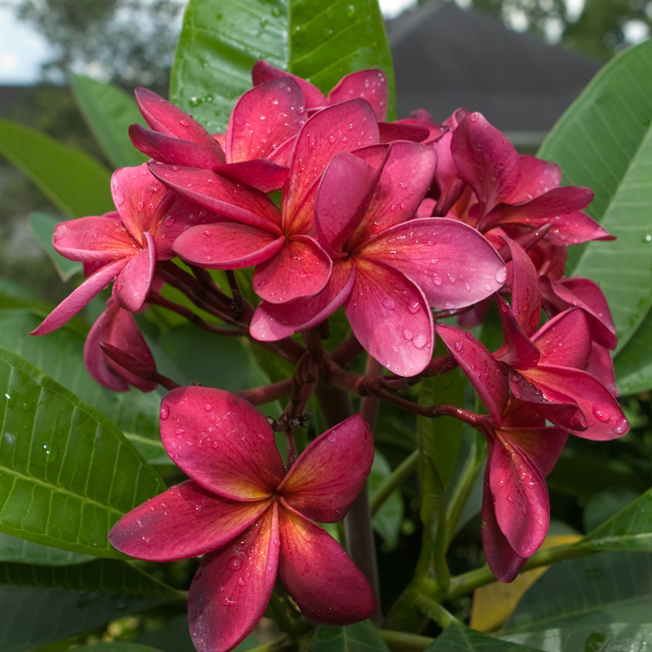 Plumeria Wildfire Cuttings, Frangipani Red, 9-12 Inches Tall, 2 Cuttings