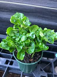 Brazilian Spinach (Sissoo / Samba Lettuce) – 4 Organic 4–5" Edible Cuttings | Alternanthera sissoo