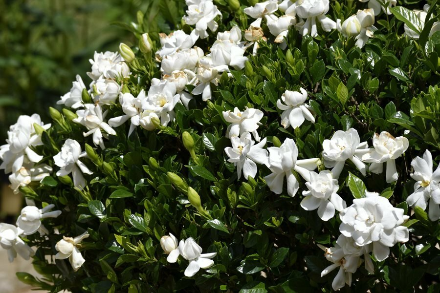 12 Unrooted Cuttings Old Southern Gardenia, 63-Year-Old Plant, Fragrant Flowers, Ideal for Propagation, Grow Your Own Gardenia Plant