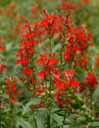 600 Red Wildflower Seeds - Tall Lobelia Cardinal Flower (Lobelia cardinalis) - Bulk, Hardy, Vibrant, Perennial, for Gardens & Pollinators