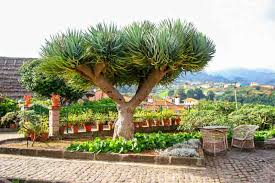 10 Draco Dragon Tree Seeds (Dracaena draco) | Rare Ornamental Plant Seeds | Indoor & Outdoor, Hardy, Exotic Dracaena Species