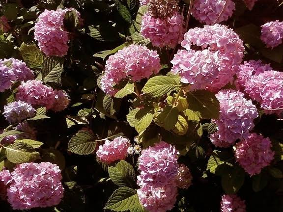 Invincibelle Ruby Smooth Hydrangea 1 Live Flowering Shrub, 3 Gallon – Hydrangea arborescens
