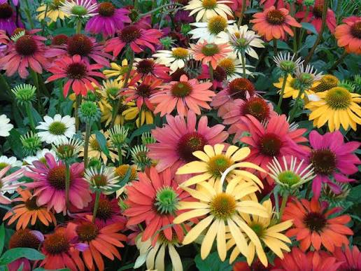 Cheyenne Spirit Coneflower 1 Live Plant – Echinacea ‘Cheyenne Spirit’ – Quart Pot