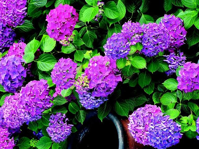 Groovy Grape Butterfly Bush Live Plant – 2 Gallon Pot