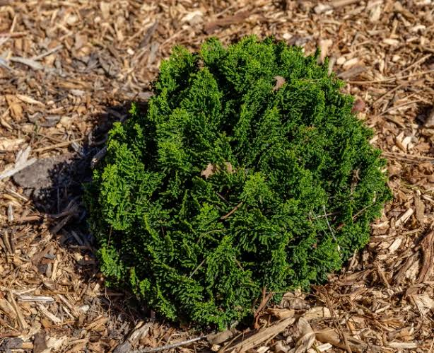 Chirimen Hinoki Cypress 1 Live Plant – Chamaecyparis obtusa ‘Chirimen’ – Quart Pot