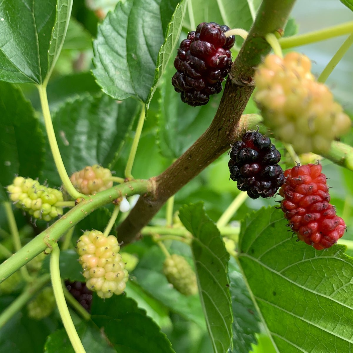Illinois Everbearing Mulberry Cuttings - 5 Live 6-10" Scion Wood, Morus spp., Fruit Tree Propagation
