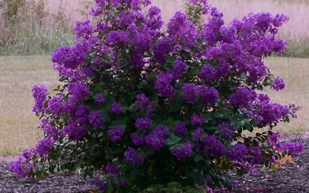 Dark Purple Crepe Myrtle Plants (Lagerstroemia), 2 Rooted Cuttings, 6" Tall, Deciduous Shrub/Tree, USDA Zones 7-9