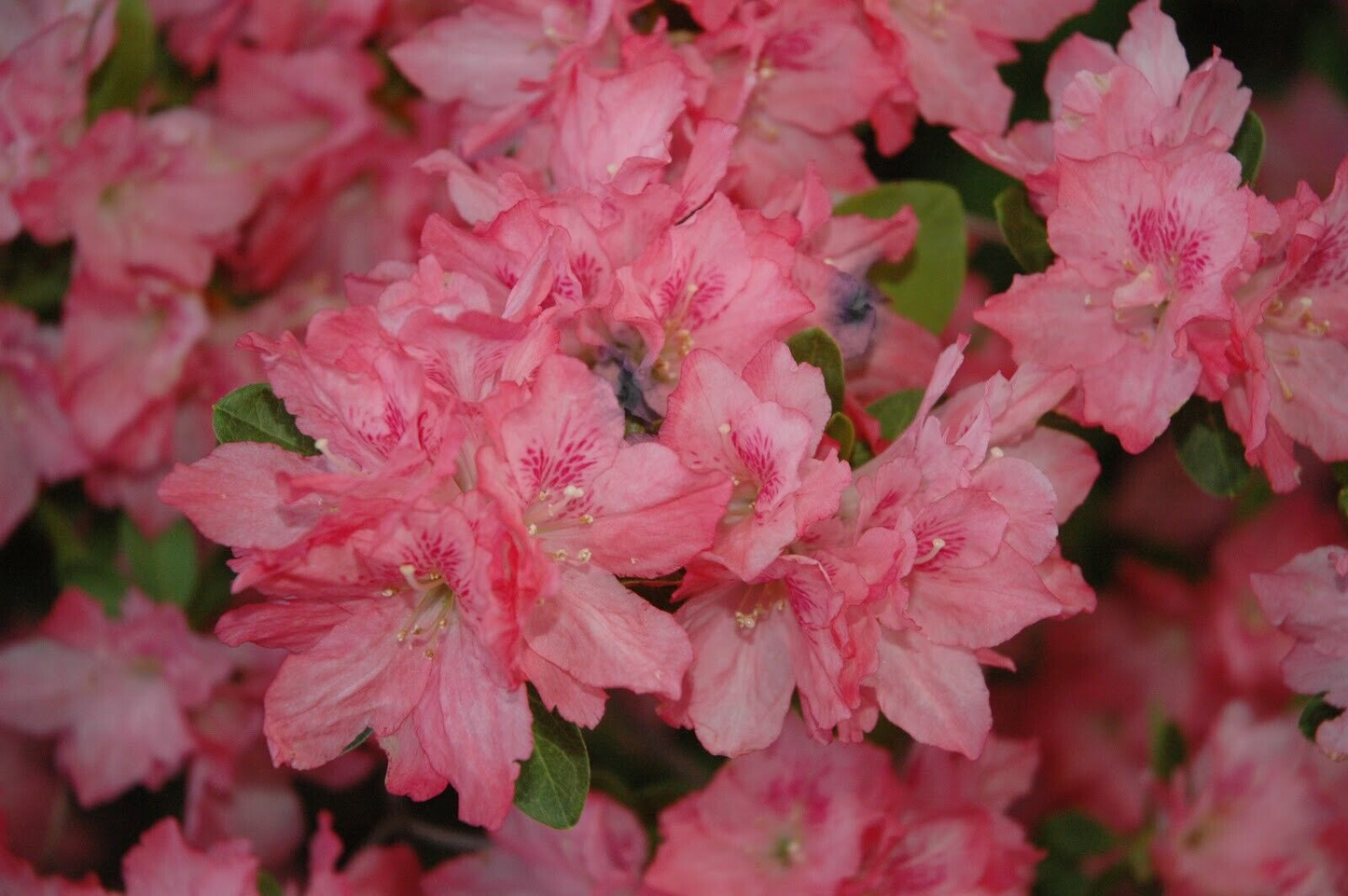 Hampton Beauty Azalea Rhododendron - Deciduous Starter Plant, 2-8 Inches Tall, in Nursery Pot