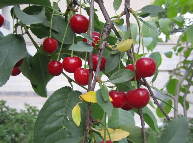 Easy As Pie Bush Cherry 1 Live Plant – Prunus ‘Fruit Easy As Pie’ – Quart Pot