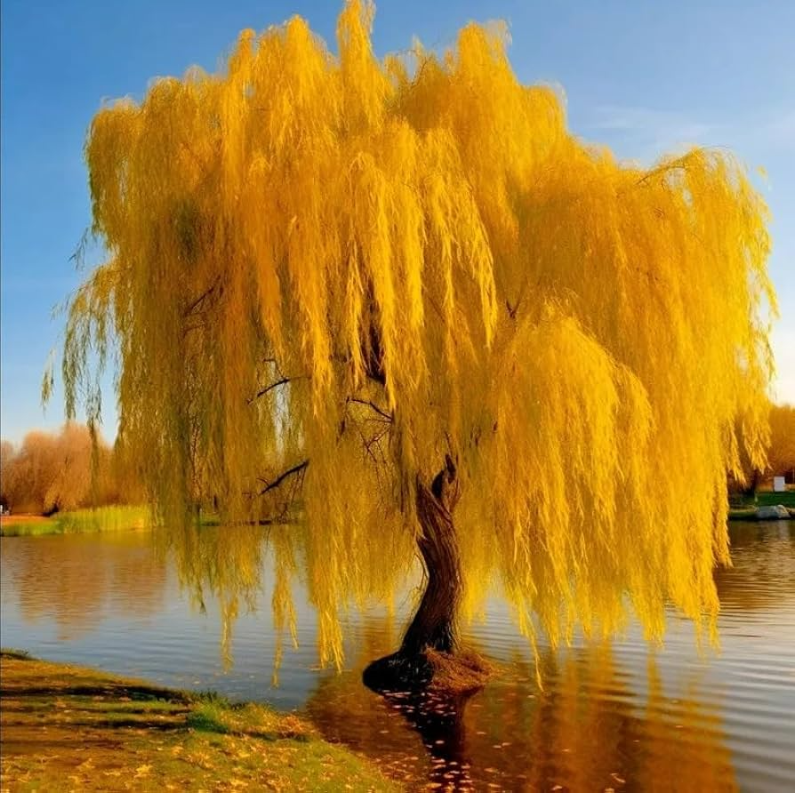 Gold Weeping Willow Cuttings - 5 Pack - Fast Growing Shade Tree