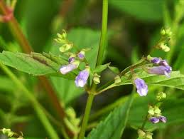 100 Skullcap Herb Seeds (Scutellaria lateriflora) for planting - Mad Dog, Grow Your Own Plant