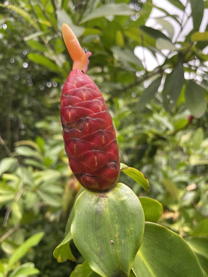Costus Woodsonii Cuttings - 12 Pcs, Hawaiian-Grown Red Cone Ginger, Organic Shampoo Plant, Fast Rooting, Tropical Beauty, 8-10" Stems