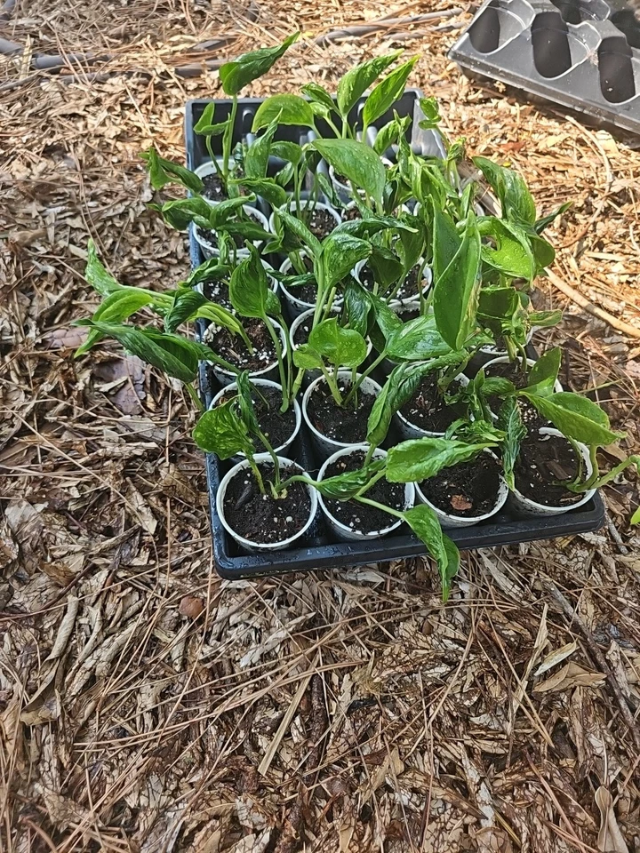 Shangri-La Pothos Cuttings - 2 Rooted Nodes, Rare Houseplant, Easy-Care Indoor Vine, Low Light Tolerant, Fast Growing Epipremnum