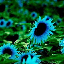 blue sunflower seeds for planting 50 Midnight Oil Blue Sunflower Seeds - Rare Hybrid