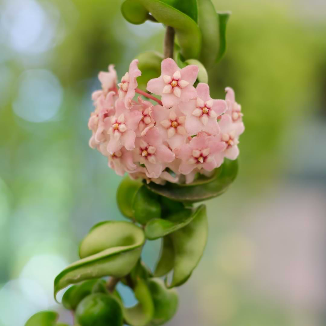 Hoya Hindu Rope Cuttings - 2 Unrooted 3" Stem Pieces - Hoya Compacta - Wax Plant Propagation