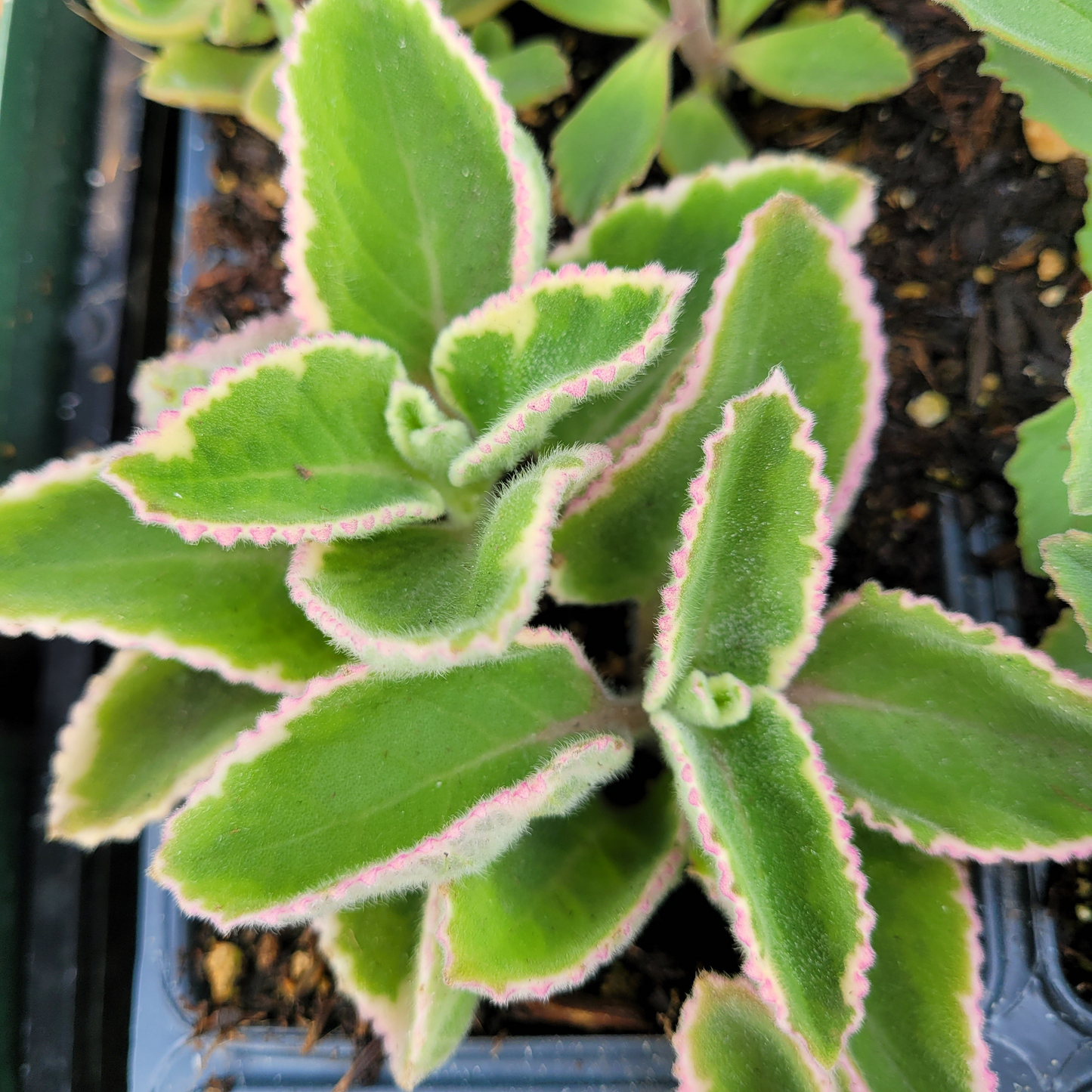 Cuban Oregano Cuttings, Plectranthus amboinicus, 6 Unrooted Stems, Edible Herb, USDA Zones 9-11