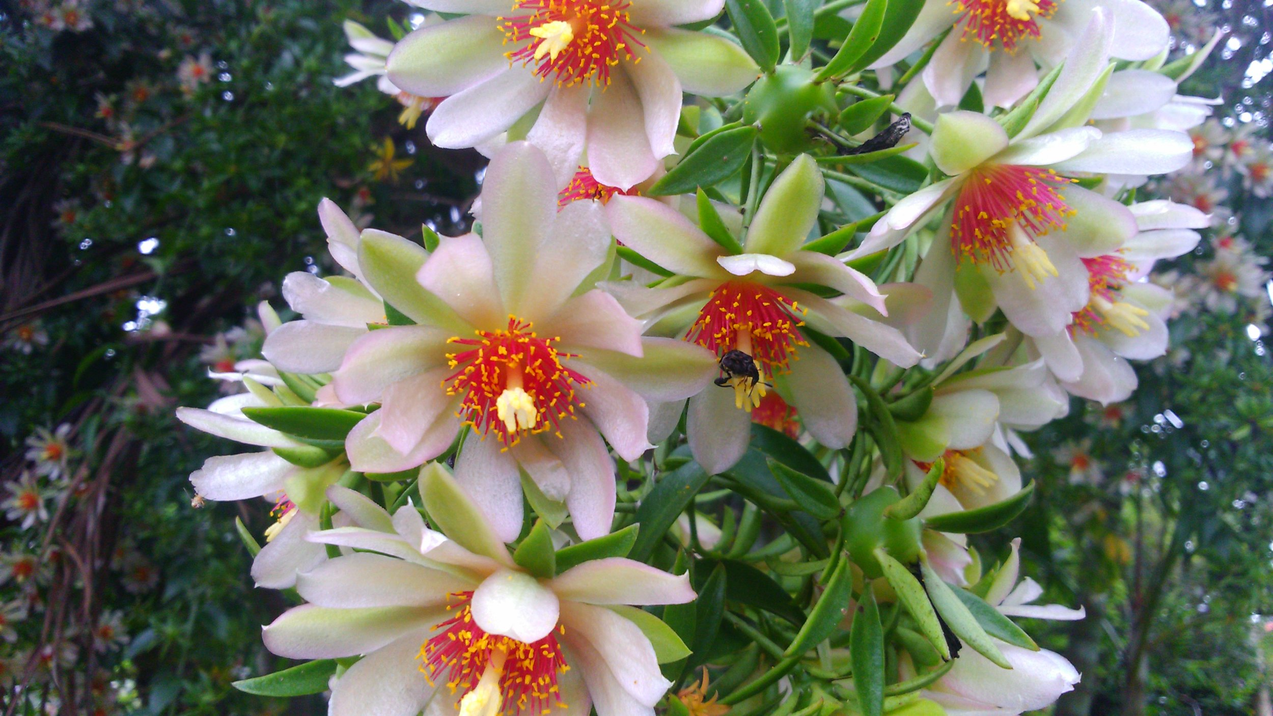 Pereskia aculeata Variegated, 4
