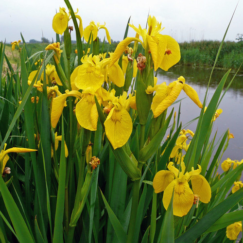 Yellow Water Iris Plants - 5 Bare Root Bog Plants, Pond Marginal, Wet Soil, Hardy Perennial, Zones 3-9, Deer-Resistant, Fast Grower