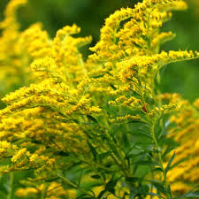 10 Goldenrod Plants - Bare Root Solidago nemoralis | Native Pollinator Wildflower | Perennial for Monarch & Bee Gardens