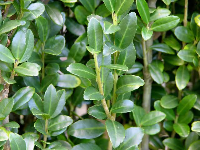 Compact Japanese Holly 1 Live Plant – Ilex crenata ‘Compacta’ – Quart Pot