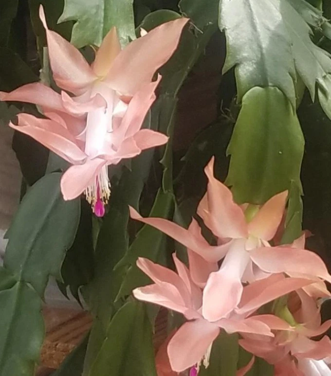 Schlumbergera truncata Cuttings, 2 Stem Segments, Peach-Colored Blooms, Holiday Cactus, USDA Zones 10-12