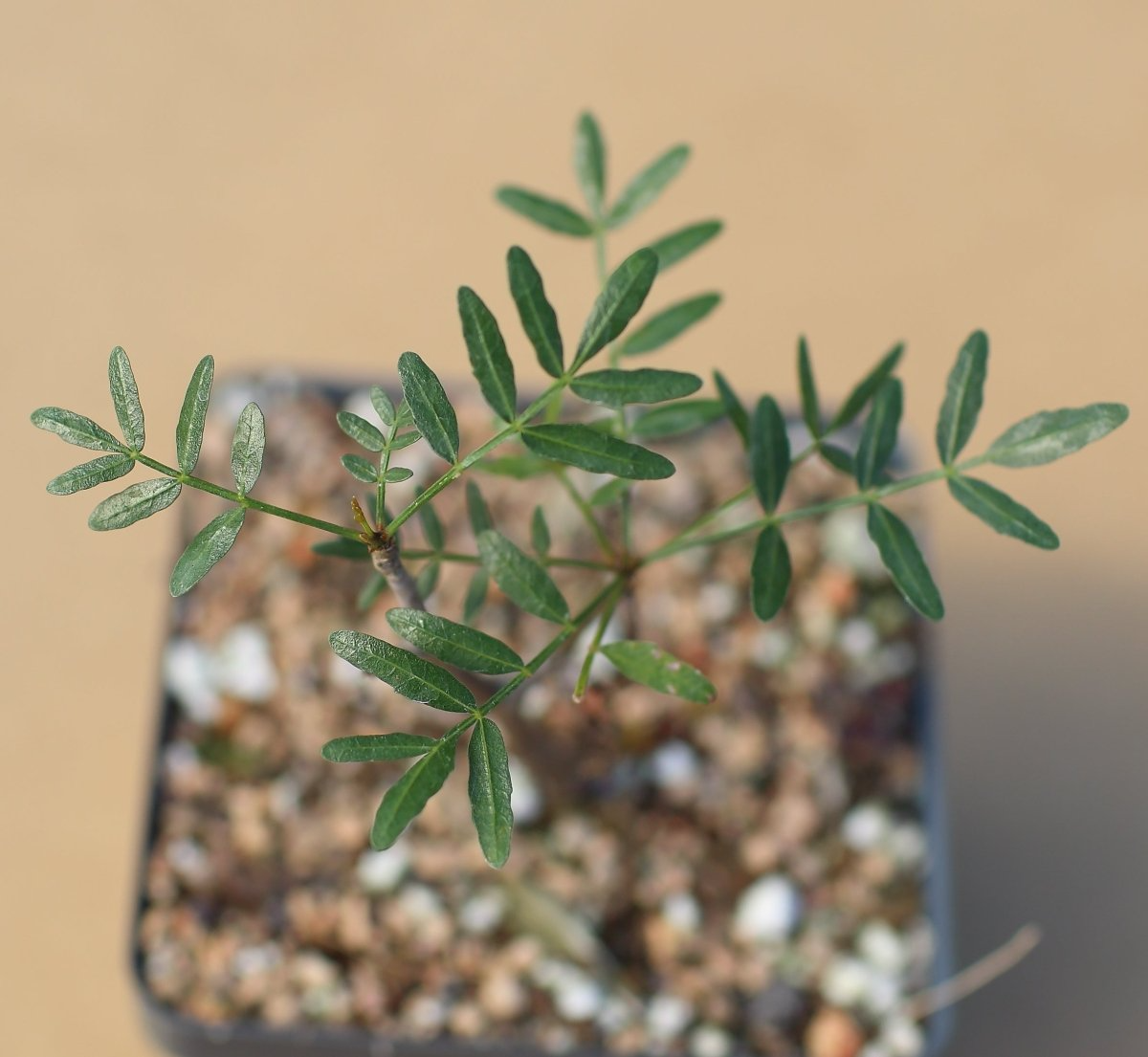 Bursera Microphylla Waterman Form 7