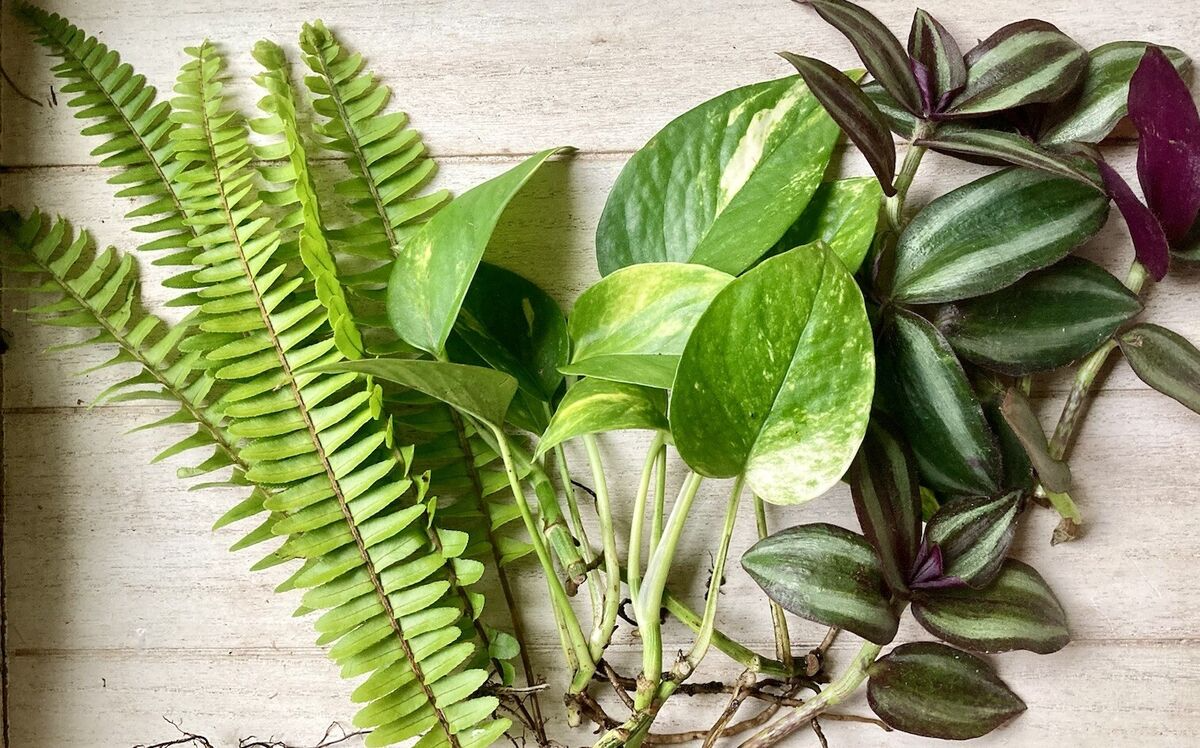12 Rooted Plant Cuttings (3 Each) - Pothos, Wandering Jew, Arrowhead Vine, Ferns, Easy Care Indoor Plants, Perfect for Propagation