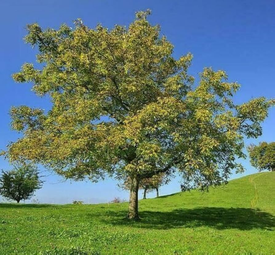 1 Black Walnut Tree - Juglans nigra | 12–24” Live Bare Root Plant | Hardy Native Nut Tree for Shade & Edible Landscapes