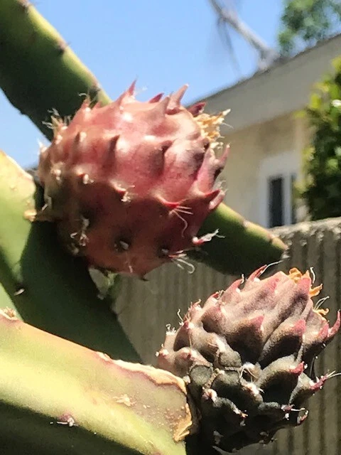Black Africanis Dragon Fruit Cuttings - 8-10" Rare TLM Variety, Near-Black Skin, Red Flesh, Fast Rooting, Self-Fertile, Exotic Collector's Pitaya