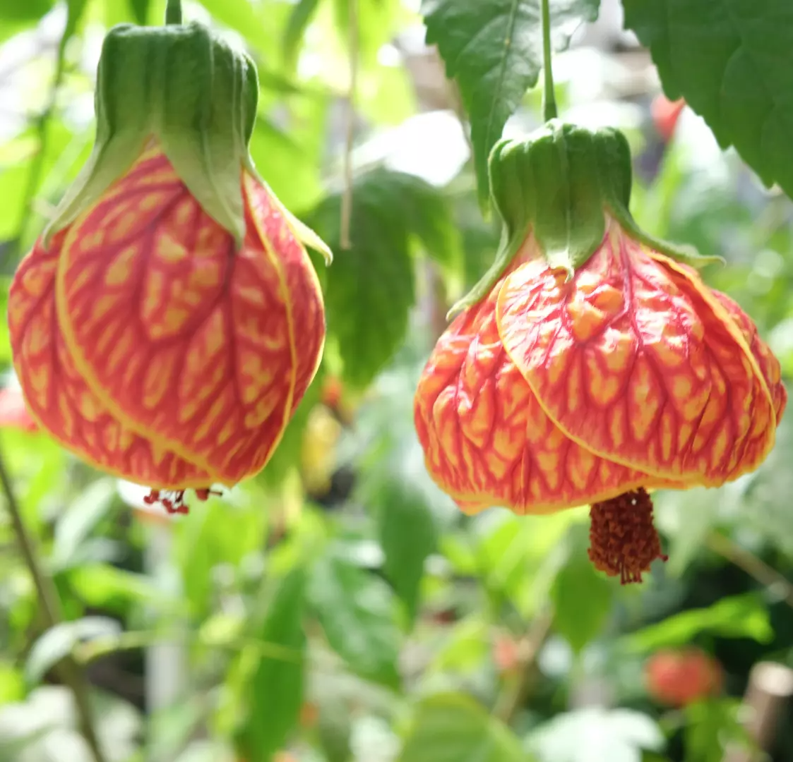 Tiger Eye Abutilon Starter Plant - Small Rooted Flowering Maple, Unique Orange Blooms, Houseplant or Patio, 4" Pot