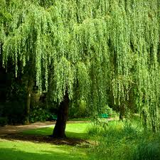 Salix babylonica Cutting, Weeping Willow Bonsai Stock, Thick Trunk, De –  Jayme Garden