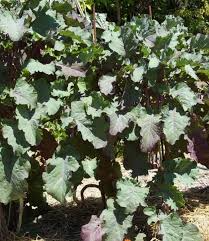 2 Unrooted Perennial Purple Tree Kale Cuttings (5-7") - Brassica oleracea, Purple Tree Collard, Edible Perennial, Rare Garden Cutting