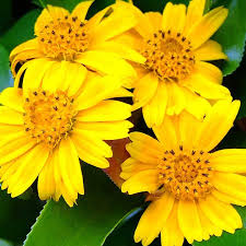 Wedelia Trilobata Plants, 100 Rooted Vines, Yellow-Orange Flowers, Ground Cover, USDA Zones 8-11, Fast Growing