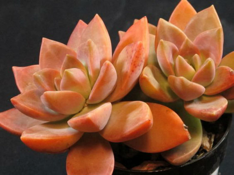 4 GraptoSedum "California Sunset" Unrooted Cuttings - 2-3” Succulent, Perfect for Propagation, Garden, Containers, and Indoor Decor