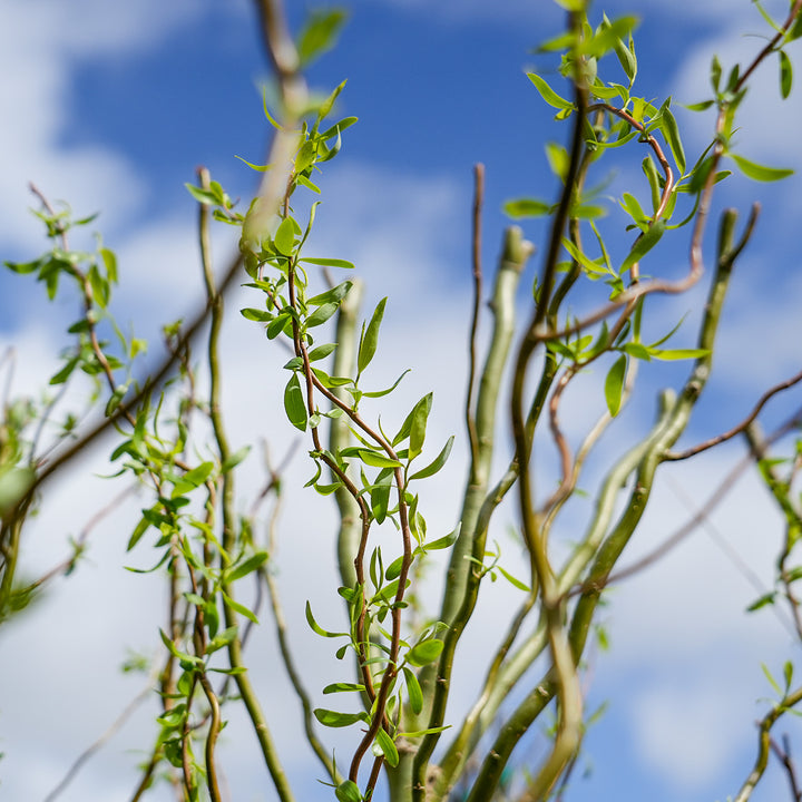 Corkscrew Willow Cuttings, Salix matsudana, 10 Live Stems, Curly Branches, USDA Zones 3-10, Fast Growing