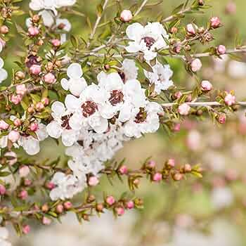 100 Manuka Tea Tree Seeds (Leptospermum scoparium), Honey Bush, New Zealand, Grow Your Own Manuka Honey, Hardy & Aromatic